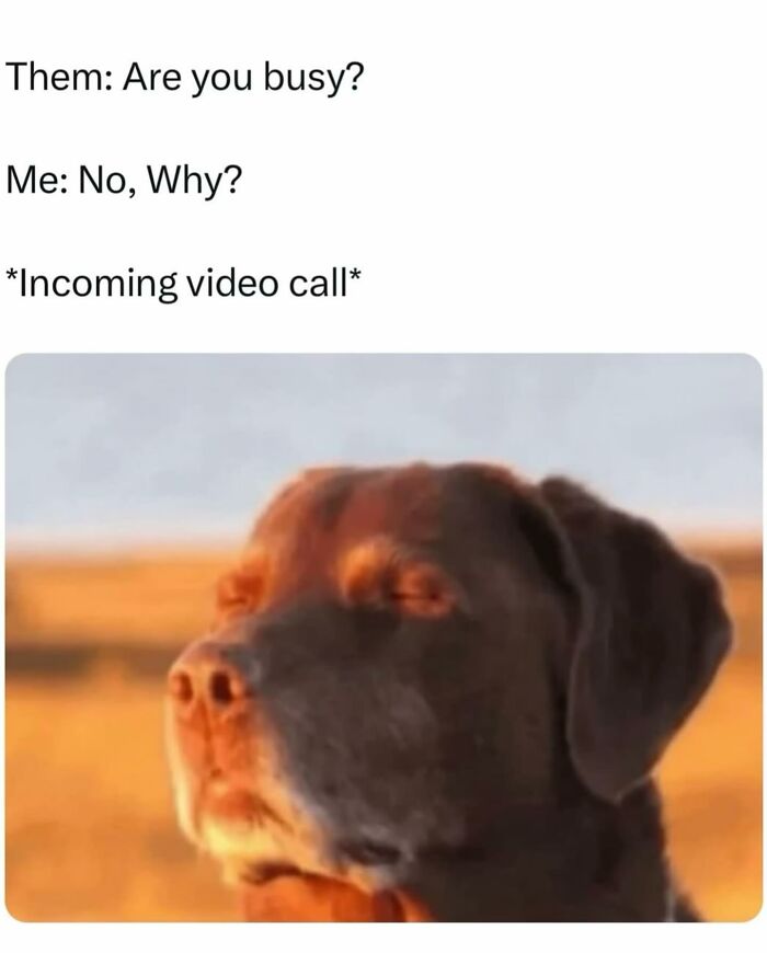 Funny animal meme showing a dog with eyes closed, reacting to an incoming video call while pretending to be busy.
