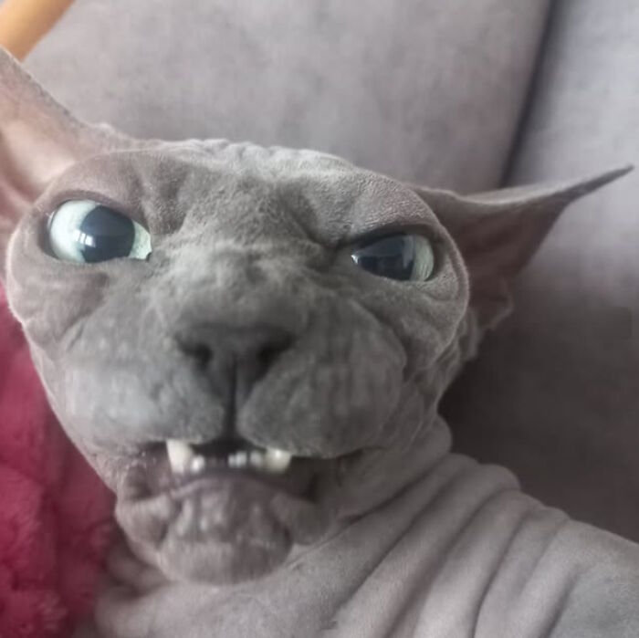While You're Away, Your Cat's Taking Selfies (10 Pics)