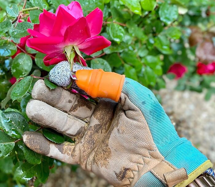 Gardener wearing protective glove using a fingertip garden tool to prune a vibrant pink rose in a lush green garden.