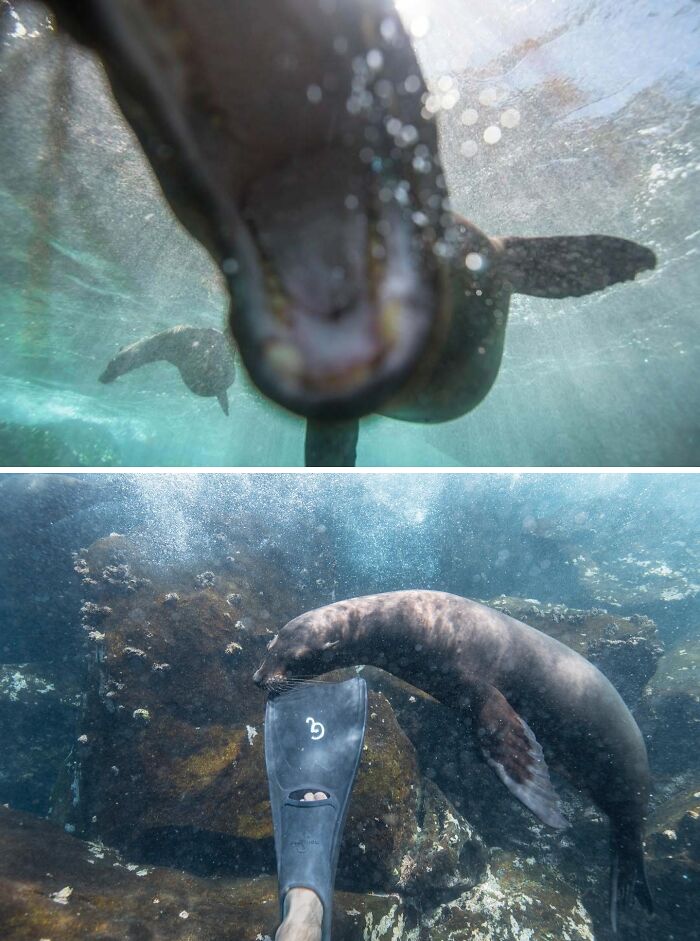 Underwater seal interacting closely with wildlife photographer's equipment, showcasing animals messing with wildlife photographers.