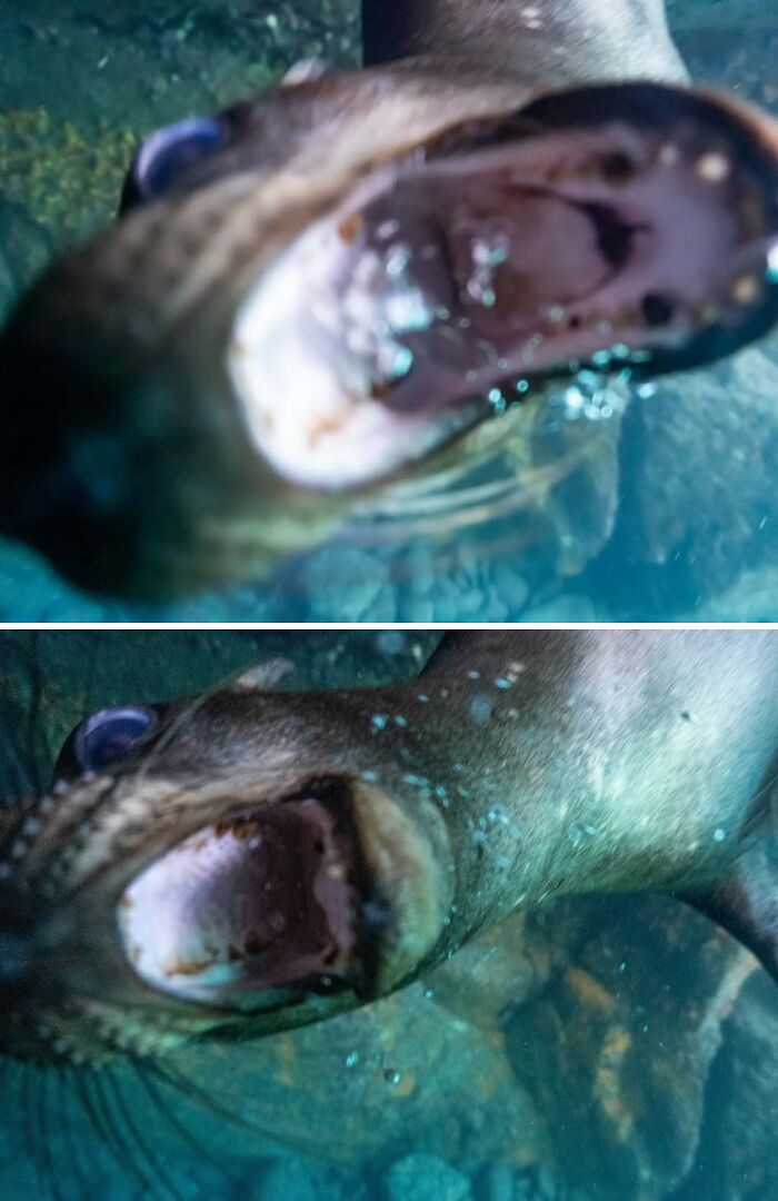 Close-up underwater shots of a curious sea animal with its mouth open, playfully messing with wildlife photographers.