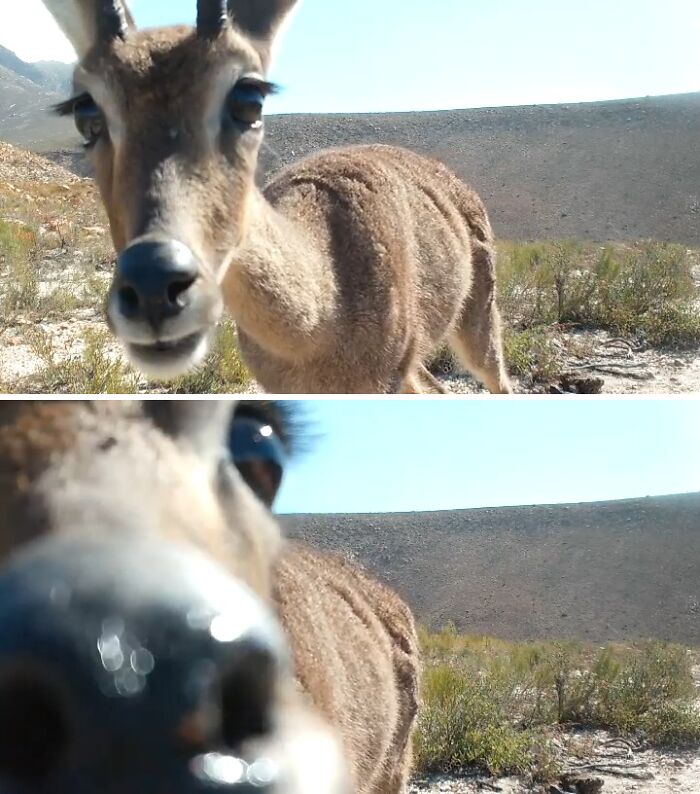 Close-up of a curious animal interacting with a wildlife photographer in a natural outdoor setting.
