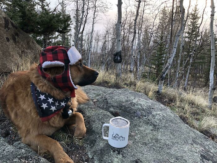 Dog wearing a warm hat and star-patterned bandana resting on a rock in the forest, perfect for cutest backpacking dogs.