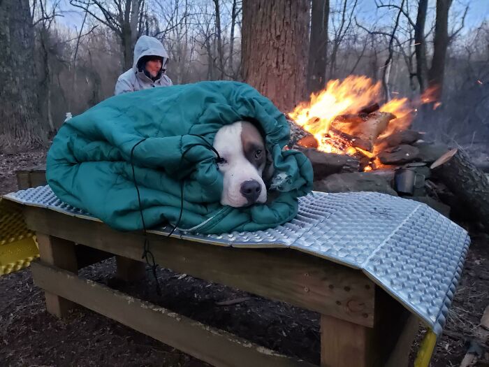 Dog wrapped in a sleeping bag on a camping bench near a campfire with a person in the background, cutest backpacking dogs.