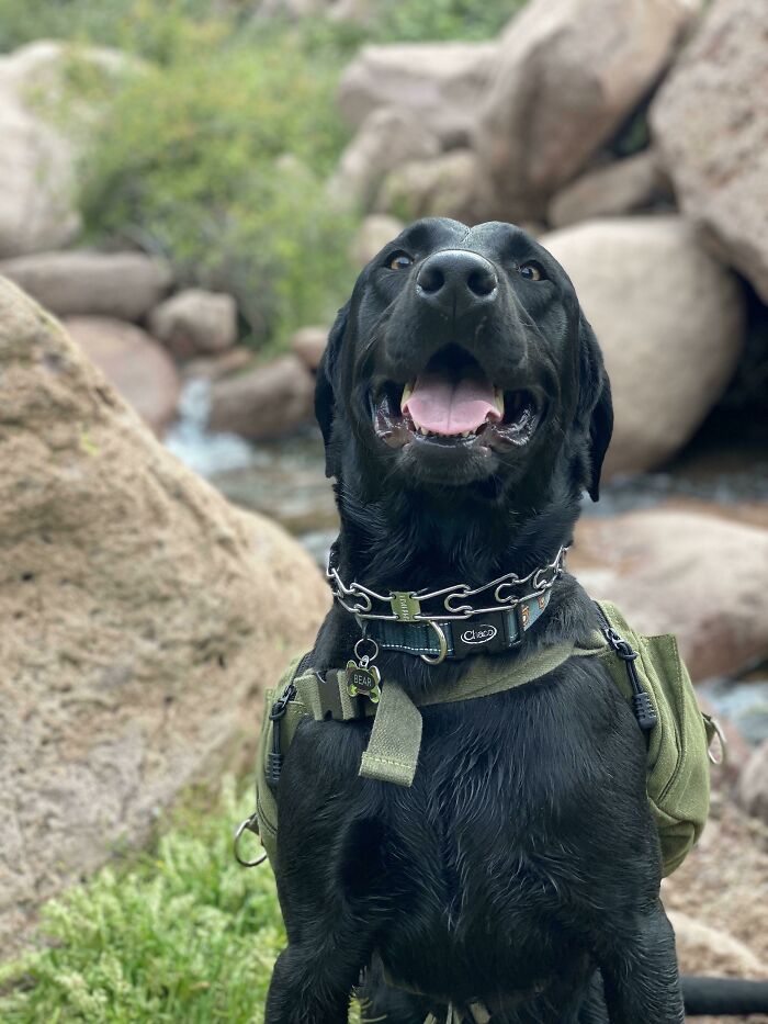 Black dog wearing a green backpack smiling outdoors near rocks and greenery, perfect example of cutest backpacking dogs.