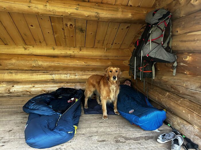 Golden retriever standing between two sleeping bags inside a wooden shelter during a backpacking trip with cutest backpacking dogs.
