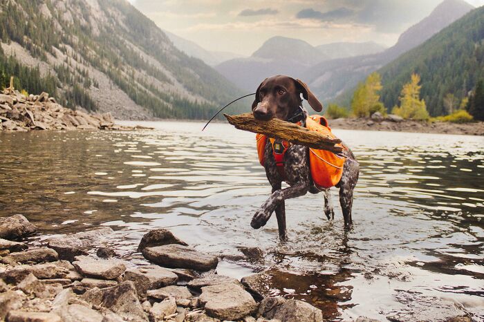 Dog wearing an orange backpack carrying a stick while standing in a river surrounded by mountains, cutest backpacking dogs.