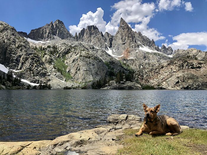 Dog resting by a mountain lake with rugged peaks in the background showcasing cutest backpacking dogs in nature.