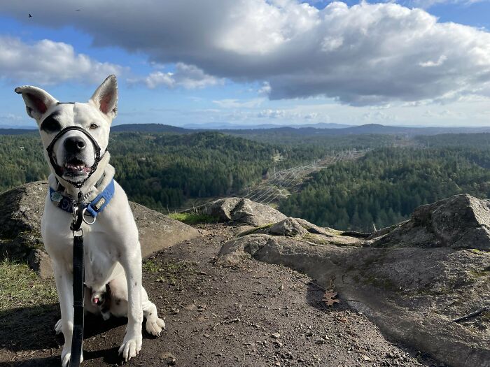 White dog with harness sitting on a rocky trail overlooking a forested landscape on a bright day, cutest backpacking dogs.