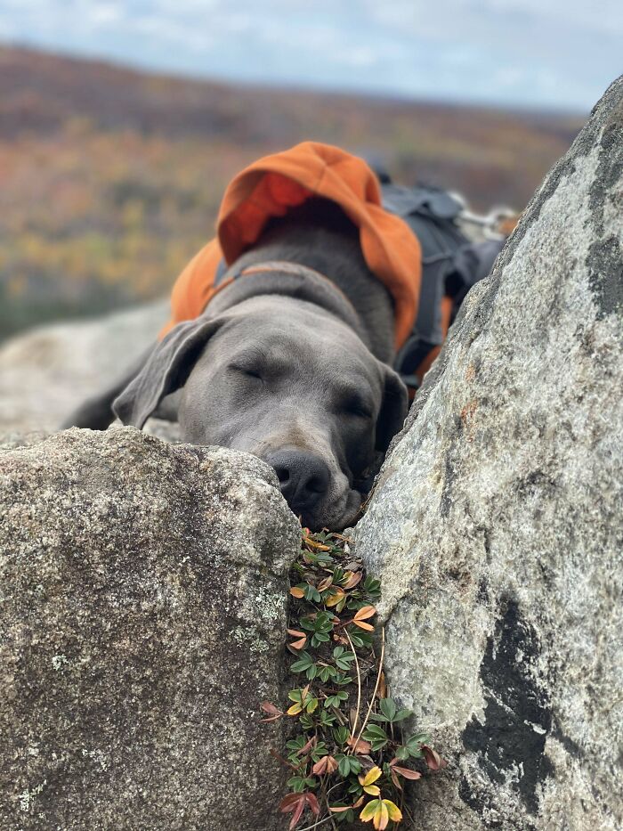 Sleeping gray dog wearing an orange jacket resting between rocks in a scenic outdoor setting with colorful foliage behind.