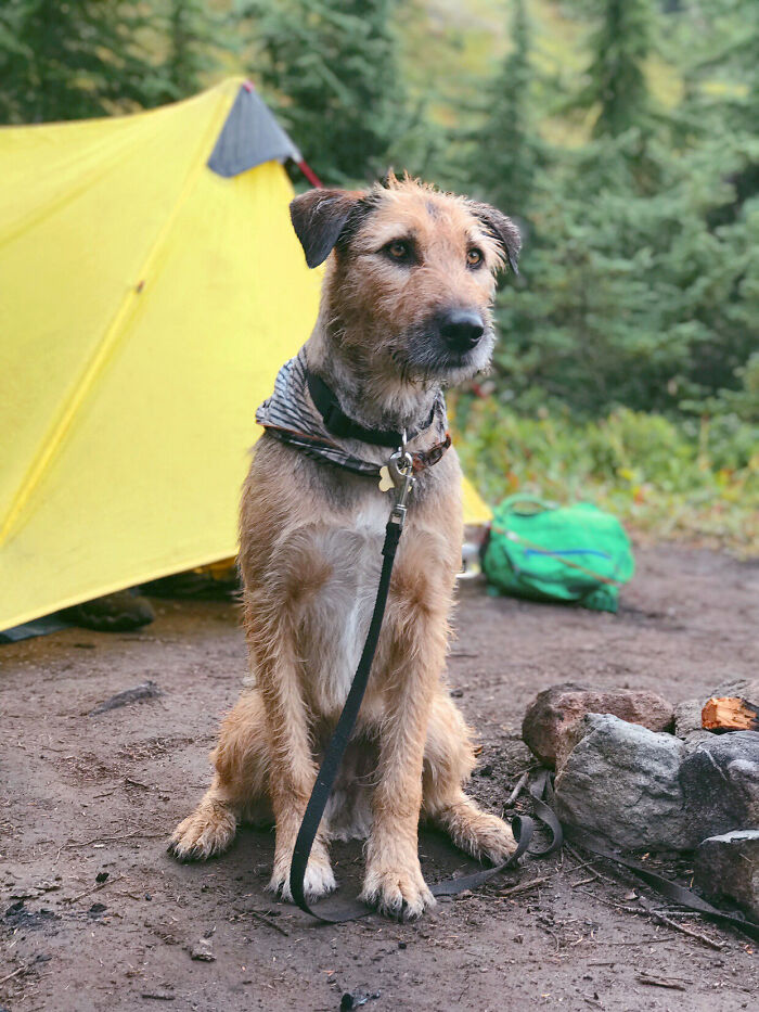 Brown dog with a bandana sitting at a campsite next to a yellow tent and green backpack in the forest, cutest backpacking dogs.