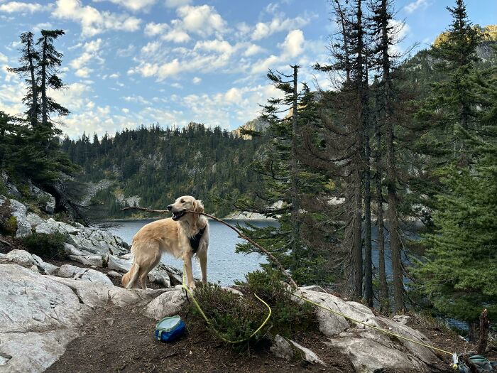 Golden retriever backpacking dog holding a large stick near a lake surrounded by rocky terrain and pine trees.