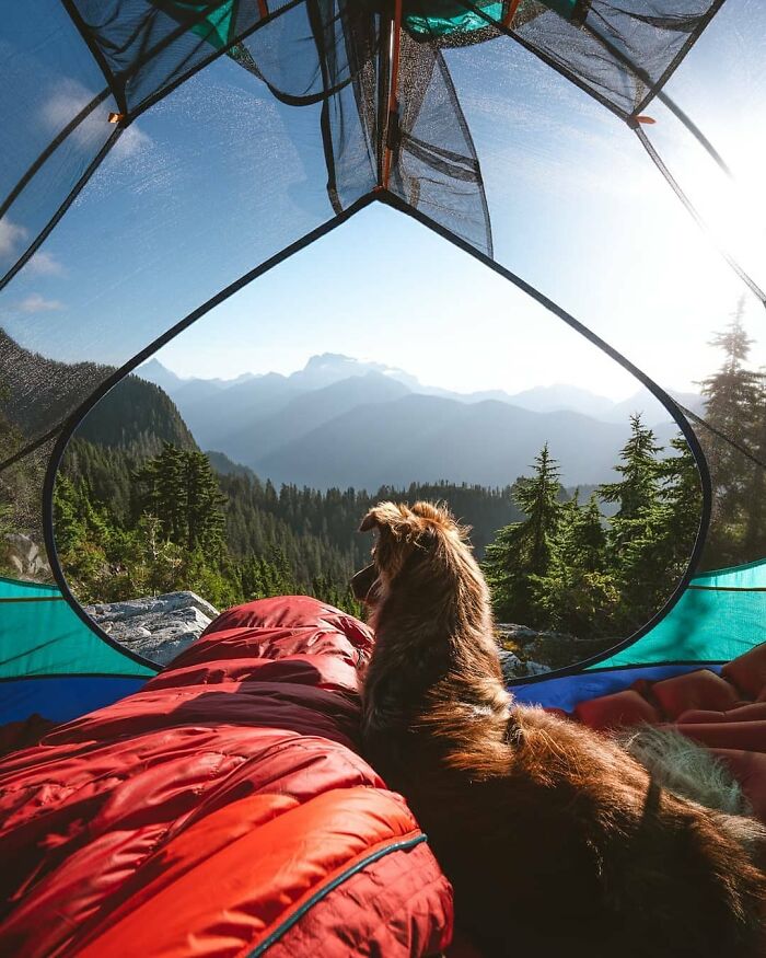 Dog resting inside a tent overlooking mountains and forest during a backpacking trip with cutest backpacking dogs.