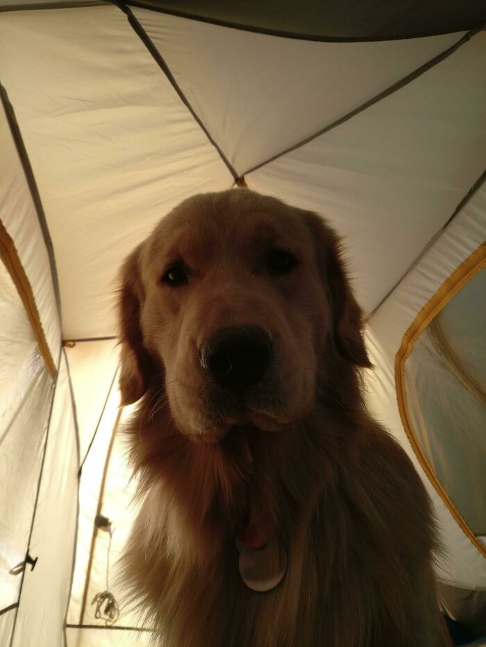 Golden retriever inside a camping tent, showcasing one of the cutest backpacking dogs ready for outdoor adventure.