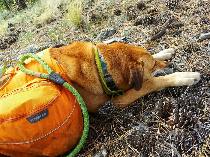 Dog with orange backpack resting on pine-covered ground during outdoor adventure for cutest backpacking dogs.