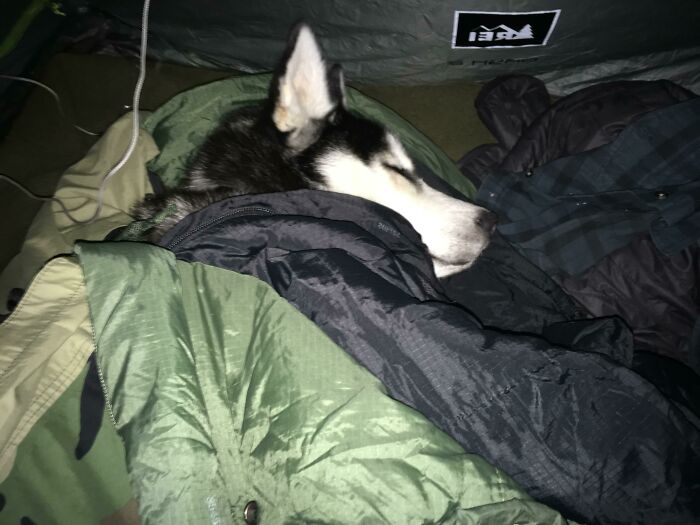 Sleeping husky dog wrapped in camping gear inside a tent, showcasing one of the cutest backpacking dogs on an outdoor trip.