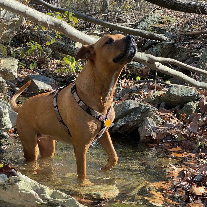 Small brown dog wearing a harness standing in a forest stream among rocks and fallen leaves, showing cutest backpacking dogs.