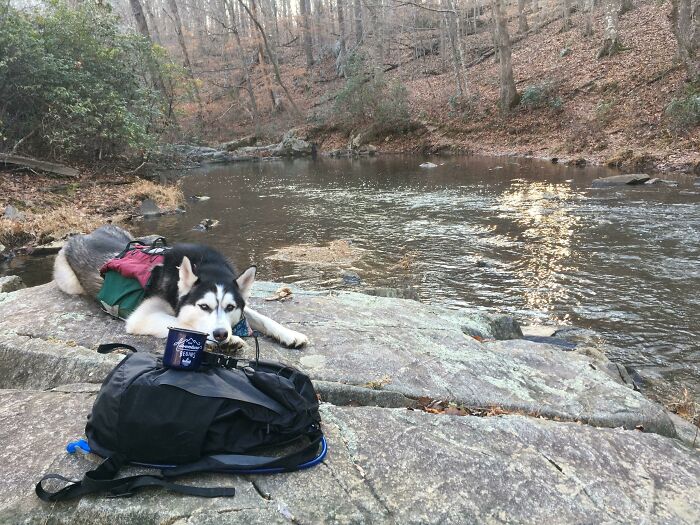 Husky resting on a rock by the river with a hiking backpack, showcasing the cutest backpacking dogs in nature.