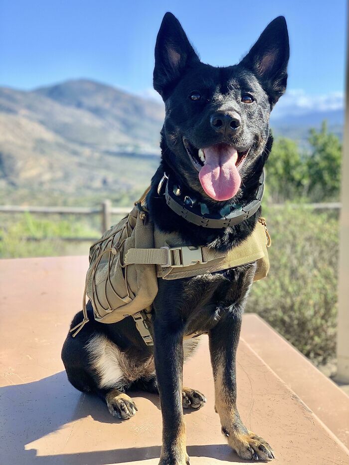 Black dog with a backpack sitting outdoors with mountains in the background, showcasing cutest backpacking dogs.