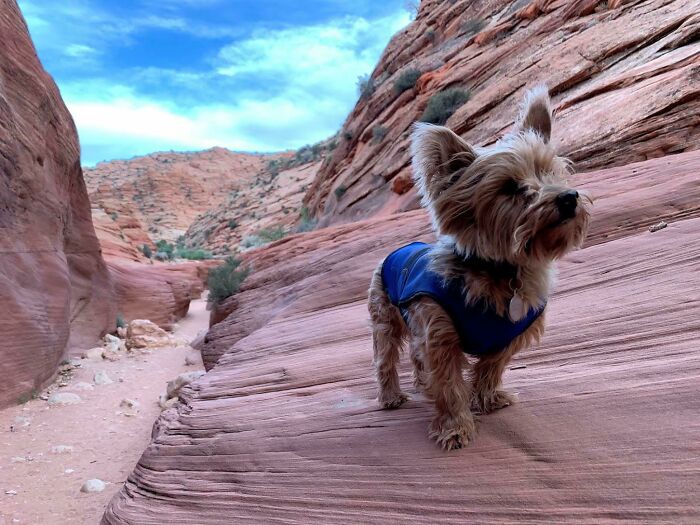 Small dog wearing blue vest exploring rocky canyon trail, perfect example of cutest backpacking dogs enjoying outdoor adventure.