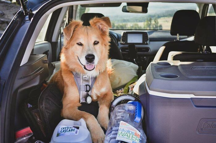 Golden retriever mix dog wearing harness sitting in the back of a car with backpacking gear and water bottles.