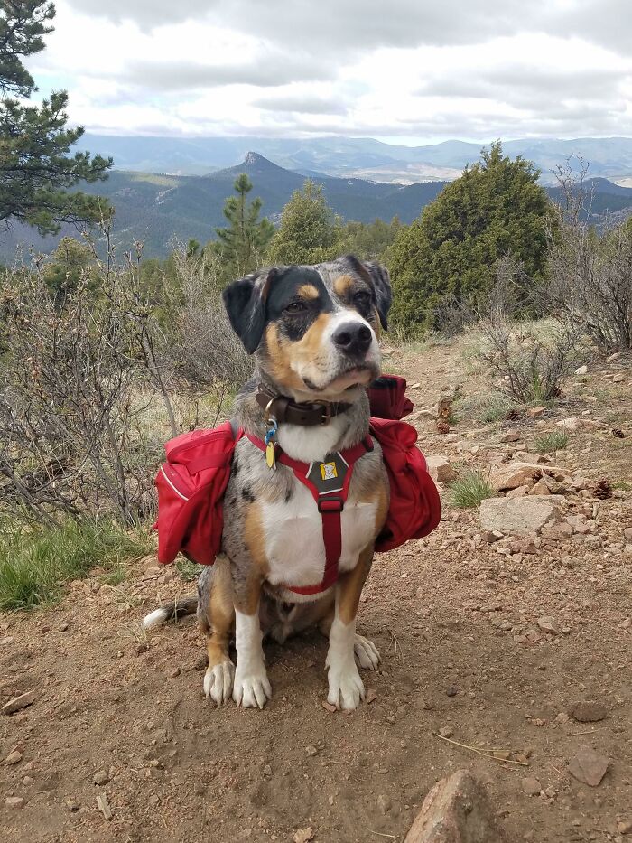 Dog wearing a red hiking pack sitting on a mountain trail with scenic views, showcasing cutest backpacking dogs outdoors.