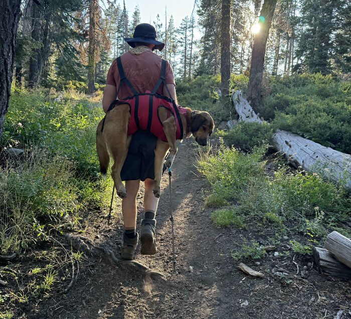 Hiker carrying one of the cutest backpacking dogs in a red harness along a forest trail at sunset.