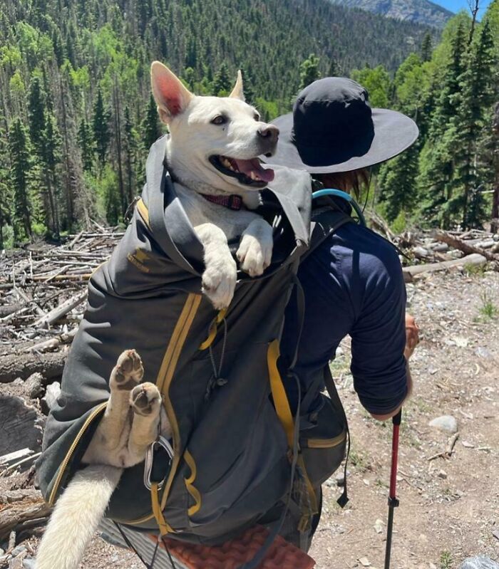 Hiker carrying one of the cutest backpacking dogs in a large backpack on a forest trail under clear skies