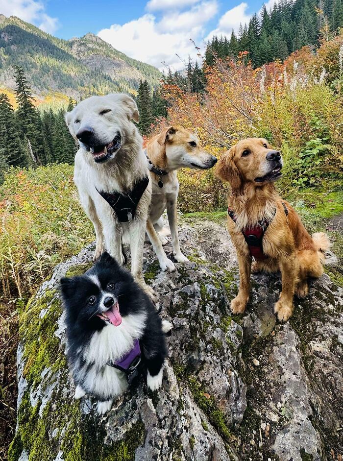 Four cutest backpacking dogs wearing harnesses sitting on a rock surrounded by trees and mountains during fall.