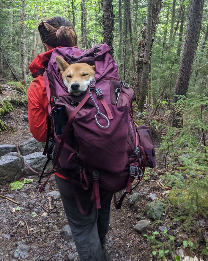 Person hiking in forest carrying a dog in a large maroon backpack, showcasing cutest backpacking dogs outdoors.