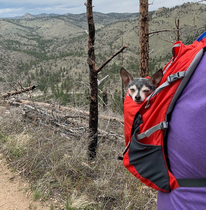 Small dog nestled in a red backpack on a mountain trail, enjoying an outdoor adventure with cutest backpacking dogs theme.