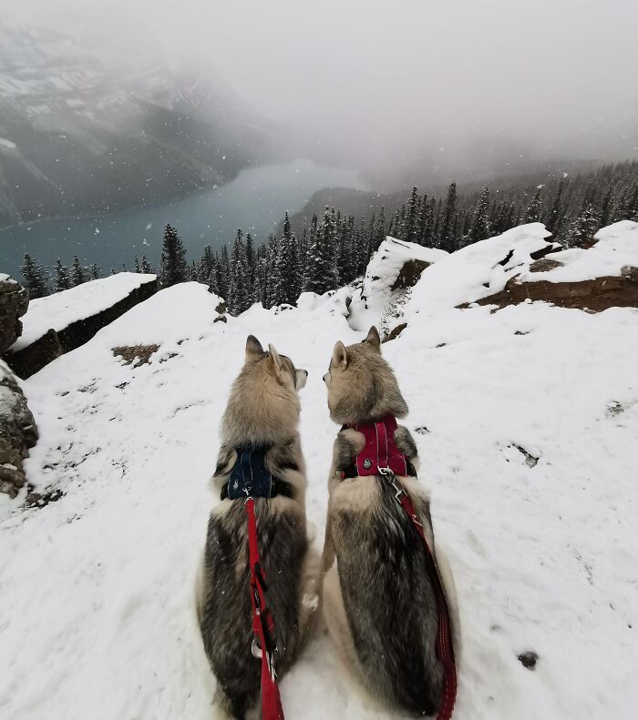 Two cutest backpacking dogs wearing harnesses, sitting on snowy mountain trail overlooking a foggy lake and forest.