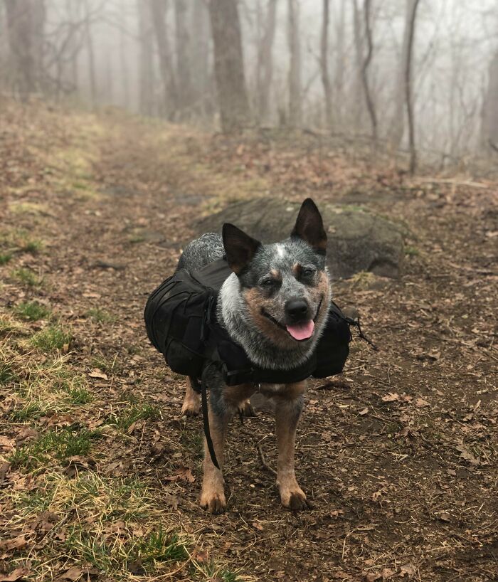 Australian cattle dog wearing a backpack standing on a forest trail surrounded by fog and fallen leaves, cutest backpacking dogs.