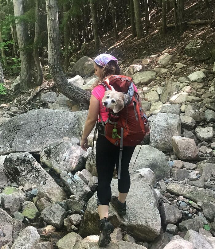 Woman hiking on rocky trail with cutest backpacking dog peeking out of red backpack in a forested area