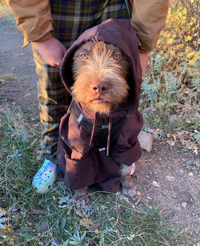 Brown dog wearing a hoodie and harness sitting outside on a trail beside a person in plaid pants and Crocs sneakers.