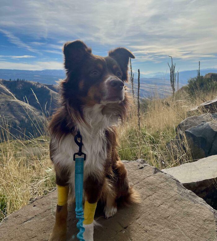 Australian shepherd wearing yellow leg wraps and blue leash sitting on a rock in nature, perfect for cutest backpacking dogs content.