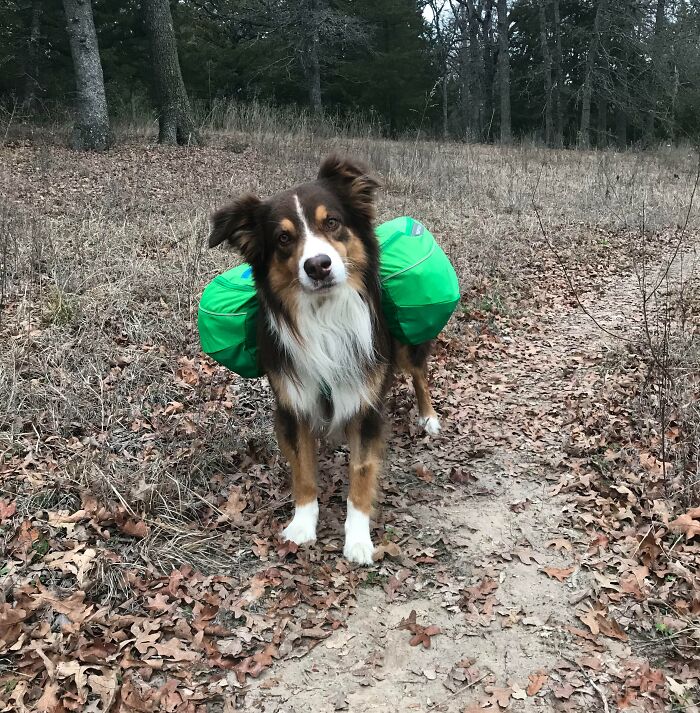 Australian Shepherd on a hiking trail carrying green backpack gear among dry leaves and trees, cutest backpacking dogs outdoors.