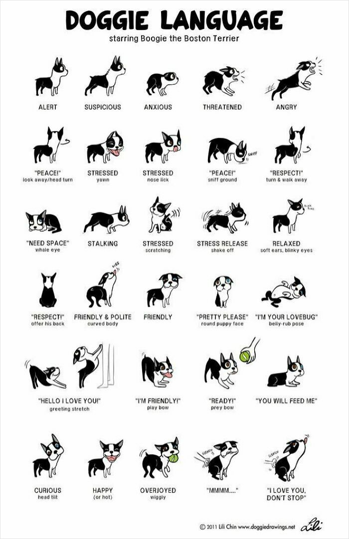Infographic illustrating various dog emotions and behaviors with illustrated Boston Terrier in a colorful data format.