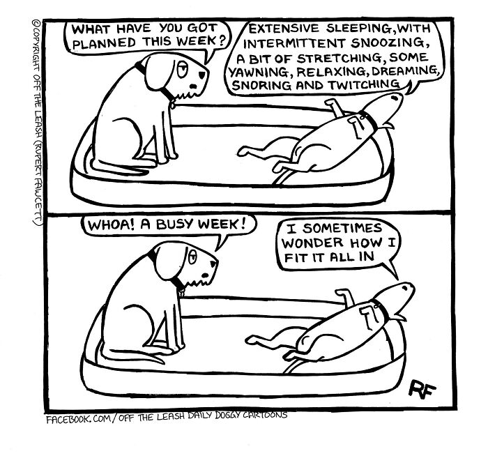 Two dogs in a comic strip with one listing a busy week of sleeping and relaxing in a relatable dog owners comic.