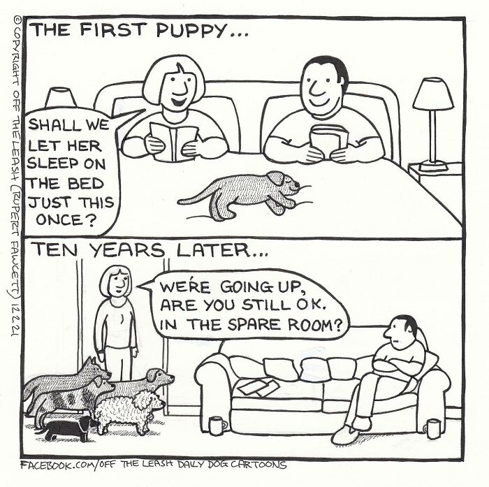 Comic showing the evolution of dog ownership with humorous dogs on a bed and multiple dogs in the spare room.