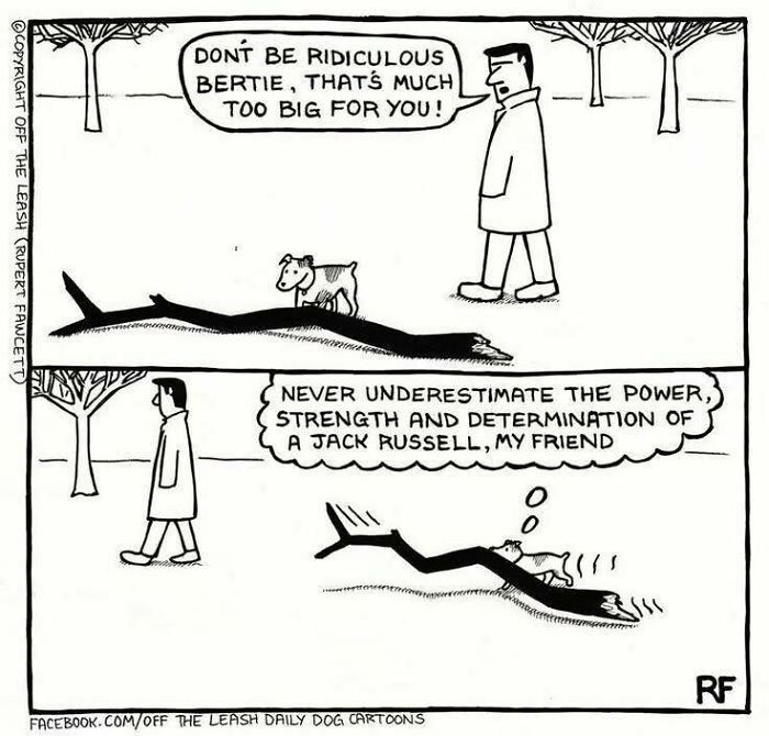 Comic strip showing a determined Jack Russell dog dragging a large branch, highlighting dog owner humor.
