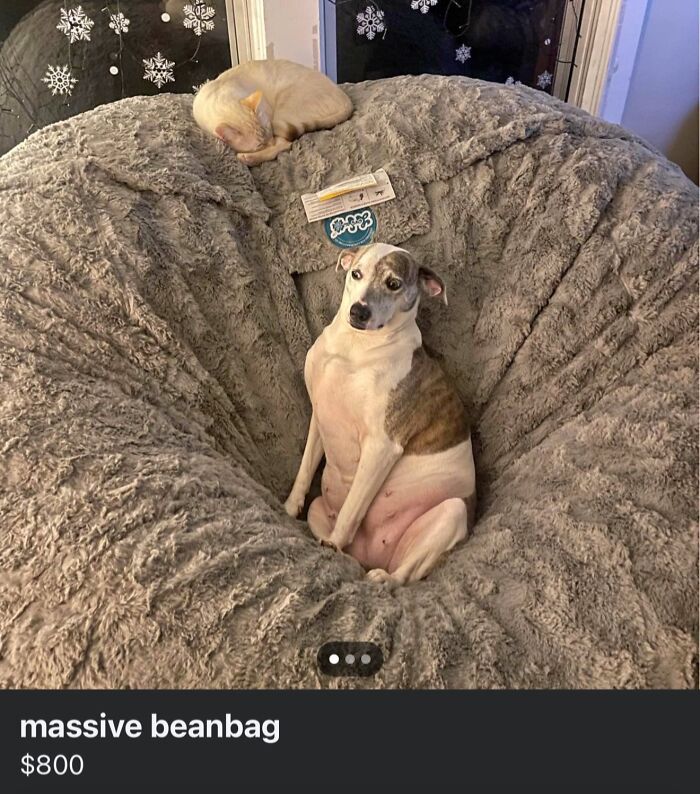 Dog and cat resting on a massive beanbag, a blessed image sure to make you smile and feel cozy.