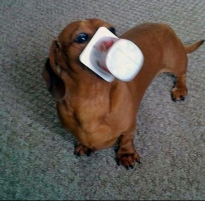 Dachshund with a plastic container stuck on its face, one of the blessed images to make you smile and laugh.