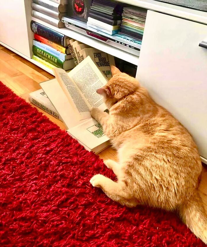 Orange cat lying on red carpet reading a book among shelves filled with books and DVDs in a cozy home setting.