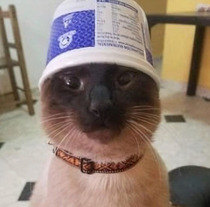 Siamese cat wearing an upside-down cup on its head, creating a cute and funny blessed image to make you smile.