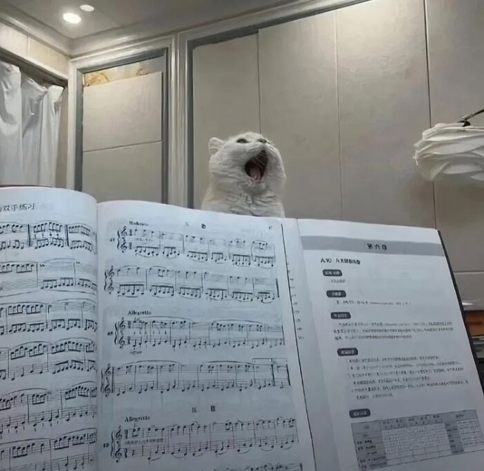 Cat appearing to sing behind an open music book in a cozy room, a blessed image to make you smile.
