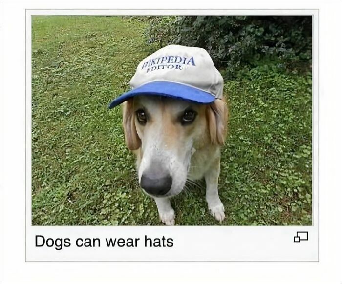 Dog wearing a hat on grass, showcasing a cute and blessed image to make you smile from a Facebook group.