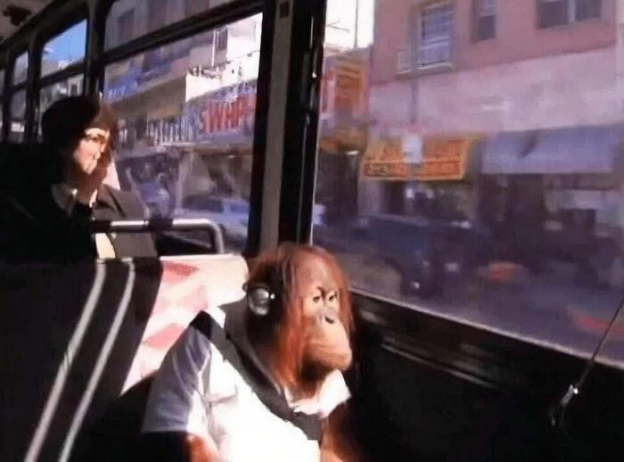Orangutan wearing headphones and a white shirt, sitting quietly on a bus, creating a blessed image to make you smile.