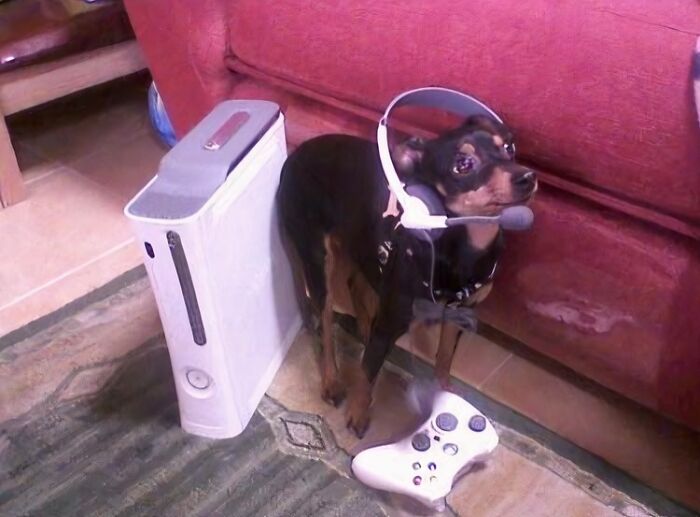 Small dog wearing a gaming headset beside a video game console and controller, a blessed image to make you smile.