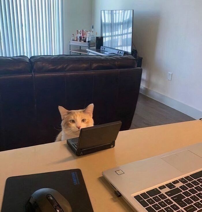 Cat sitting behind a desk looking at a handheld gaming console, captured in a blessed images moment to make you smile.